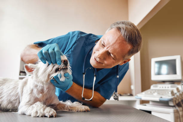 Best Emergency Dental Care for Trauma or Injury in Leith Hatfield, PA